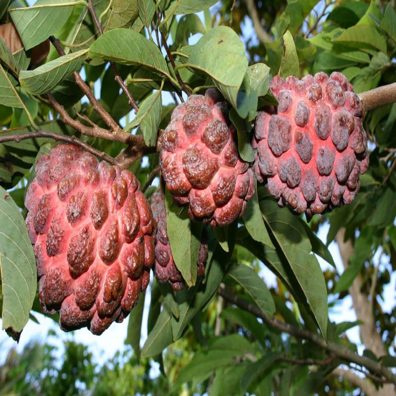 Red Sugar Apple (Sitafal) Live Plant