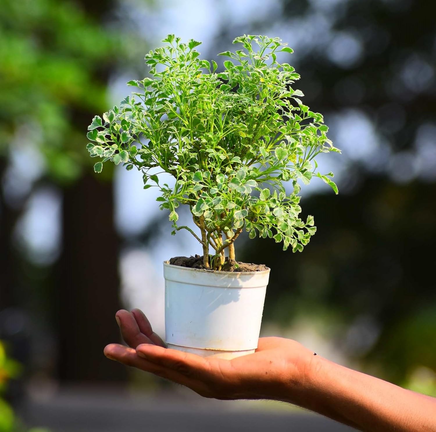 Aralia Indoor Decorative Plant