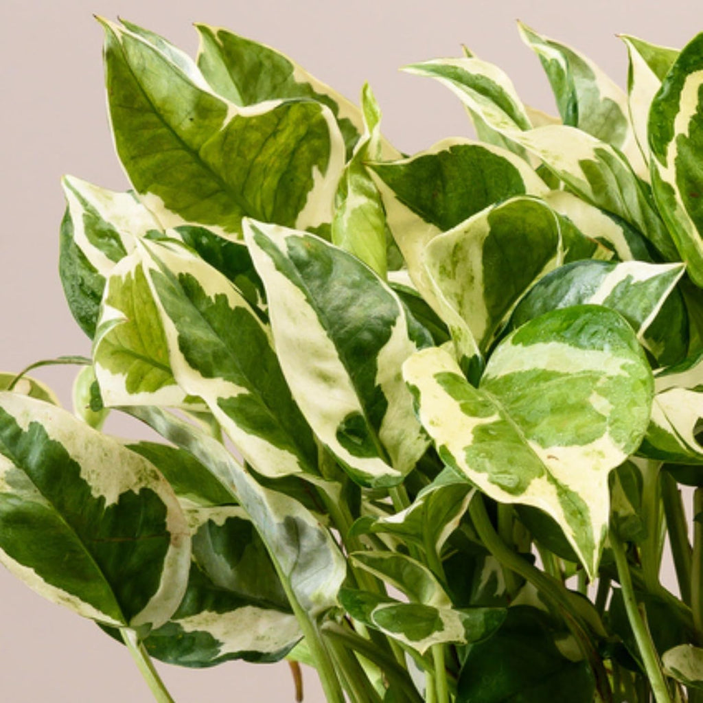 PlantEotic Variegated Money Indoor Live Plant , Air Purifier Money Plants Best for Living Room, Home, Office, Table & Kitchen