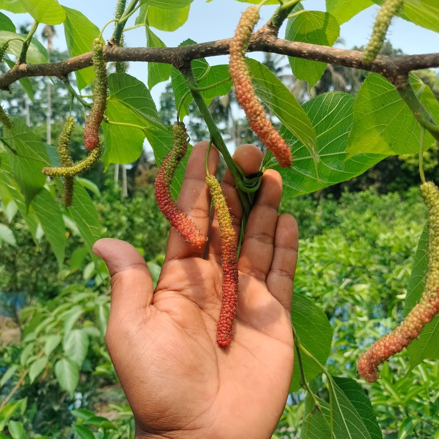 Pakistani Long Black Mulberry Grafted