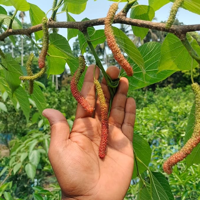 PlantExotic Sweet & Rare Pakistani Long Black Mulberry/Shahtoot(GRAFTED) Plant Bearing Fresh &Healthy |Must-Have Sweet Fruit | All Season Rare Tropical Tasty Fruit Tree.Fruit After 1-3 Month..