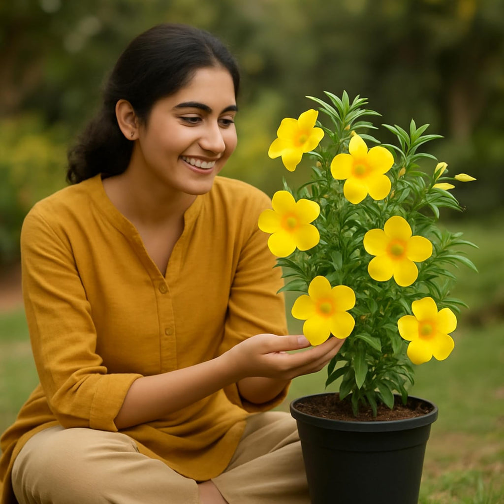 Allamanda Yellow (Golden Trumpet) Live Flowering Plant | Round The Year Bloomer