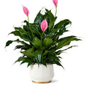 Pink Peace Lily Indoor Live Plant