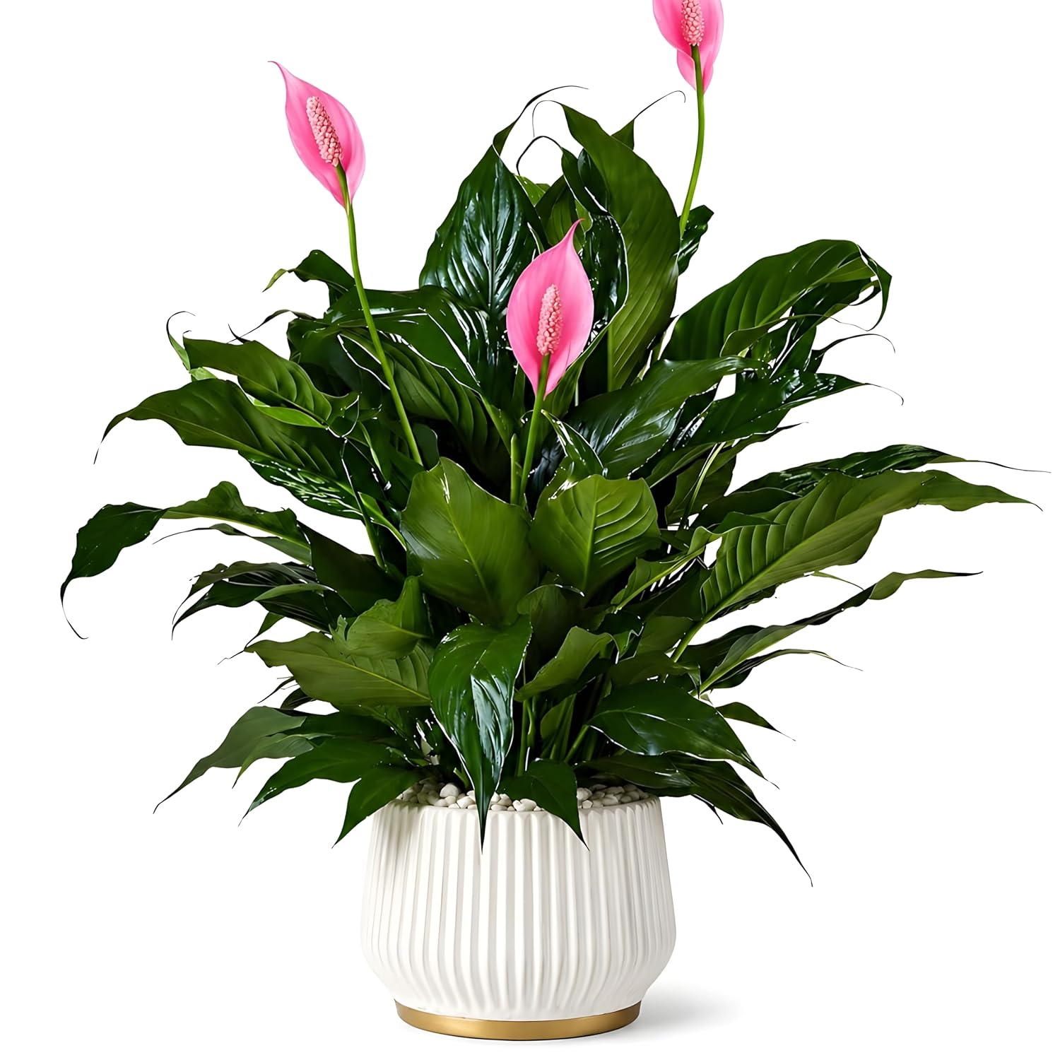 Pink Peace Lily Indoor Live Plant