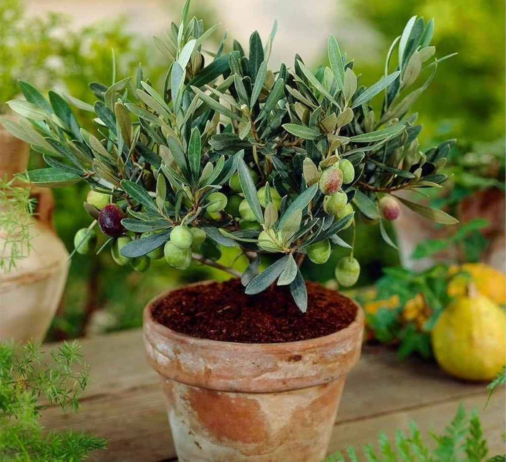 PlantExotic Sweet Olive (Jalpai) Air Layered Live Plant