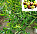 PlantExotic Sweet Olive (Jalpai) Air Layered Live Plant