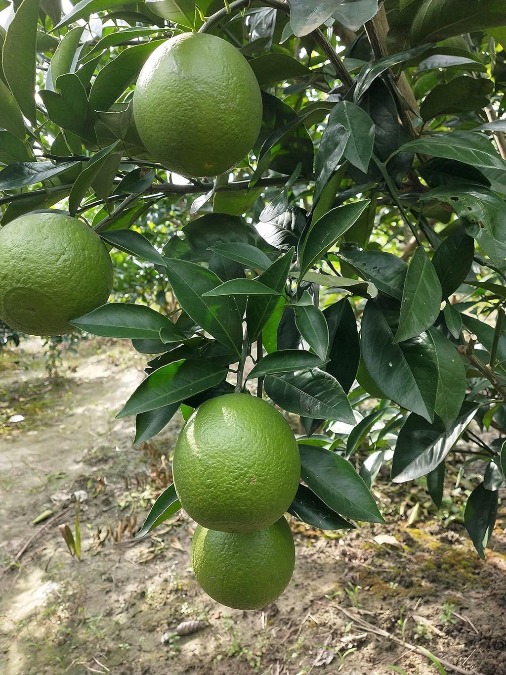 Kumquat Orange + Malta Combo (Pack of 2)