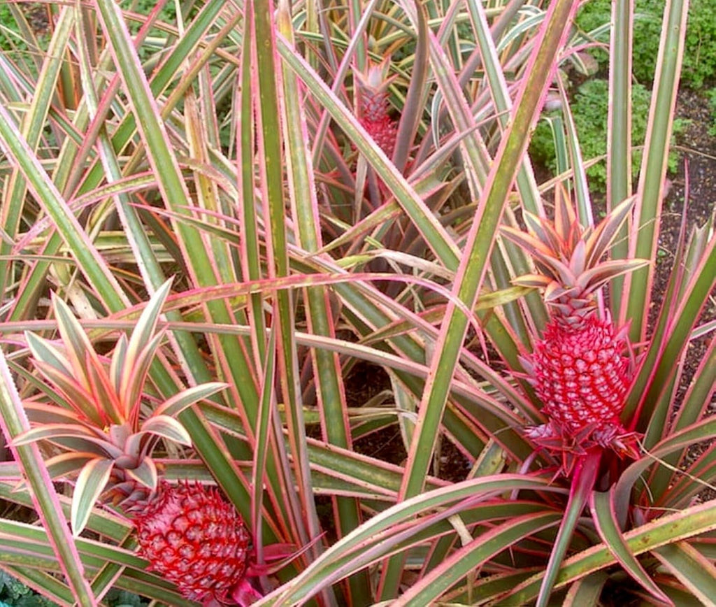 PlantExotic Sweet & Juice Thai Red Pineapple Live Plant