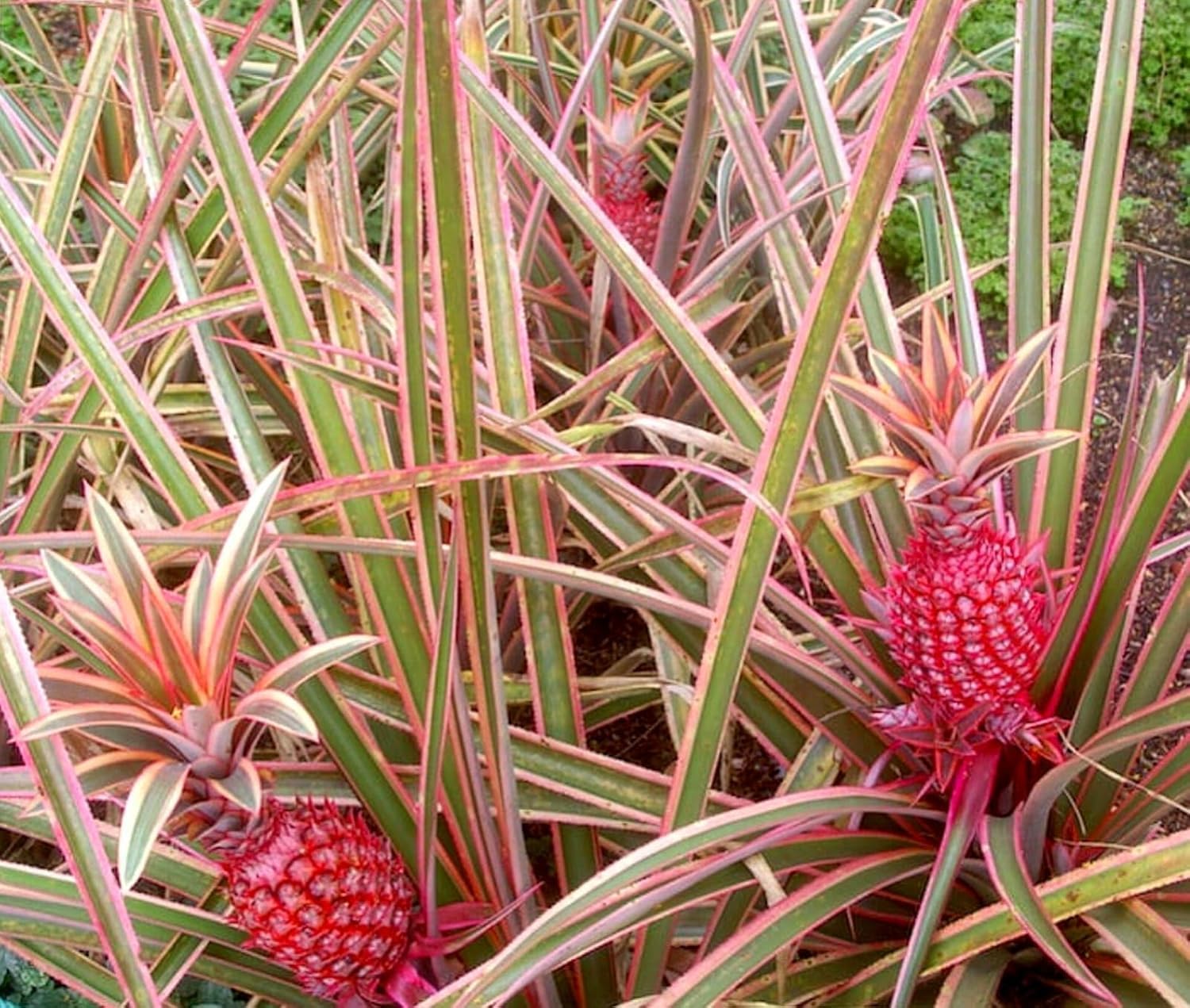 PlantExotic Sweet & Juice Thai Red Pineapple Live Plant
