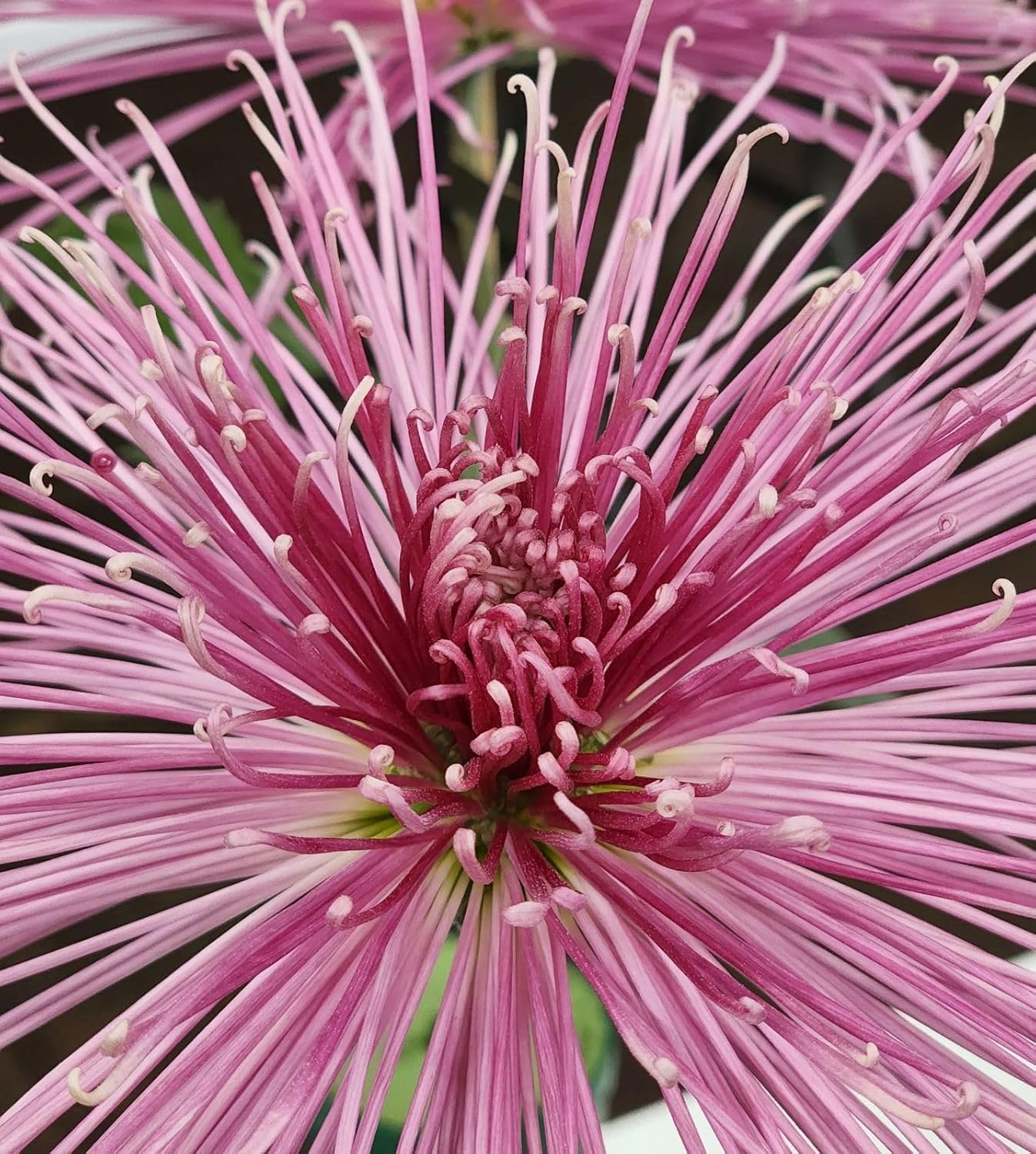 Snowball Chrysanthemum Pink (Hybrid)