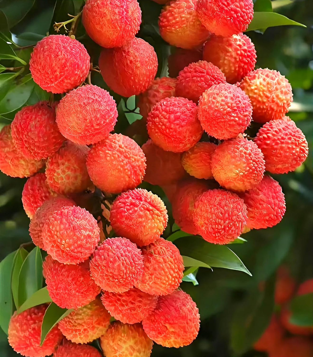 All Time Litchi China-3 Air Layered Plant | Live Lychee Fruit Plant for Home Garden, Terrace & Outdoor Farming | Fast Growing Premium Fruit Plant