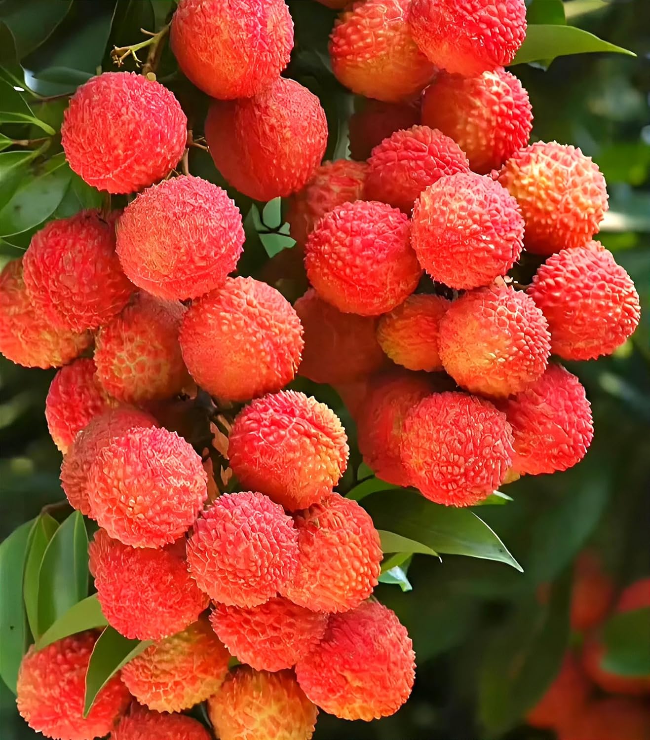 All Time Litchi China-3 Air Layered Plant | Live Lychee Fruit Plant for Home Garden, Terrace & Outdoor Farming | Fast Growing Premium Fruit Plant