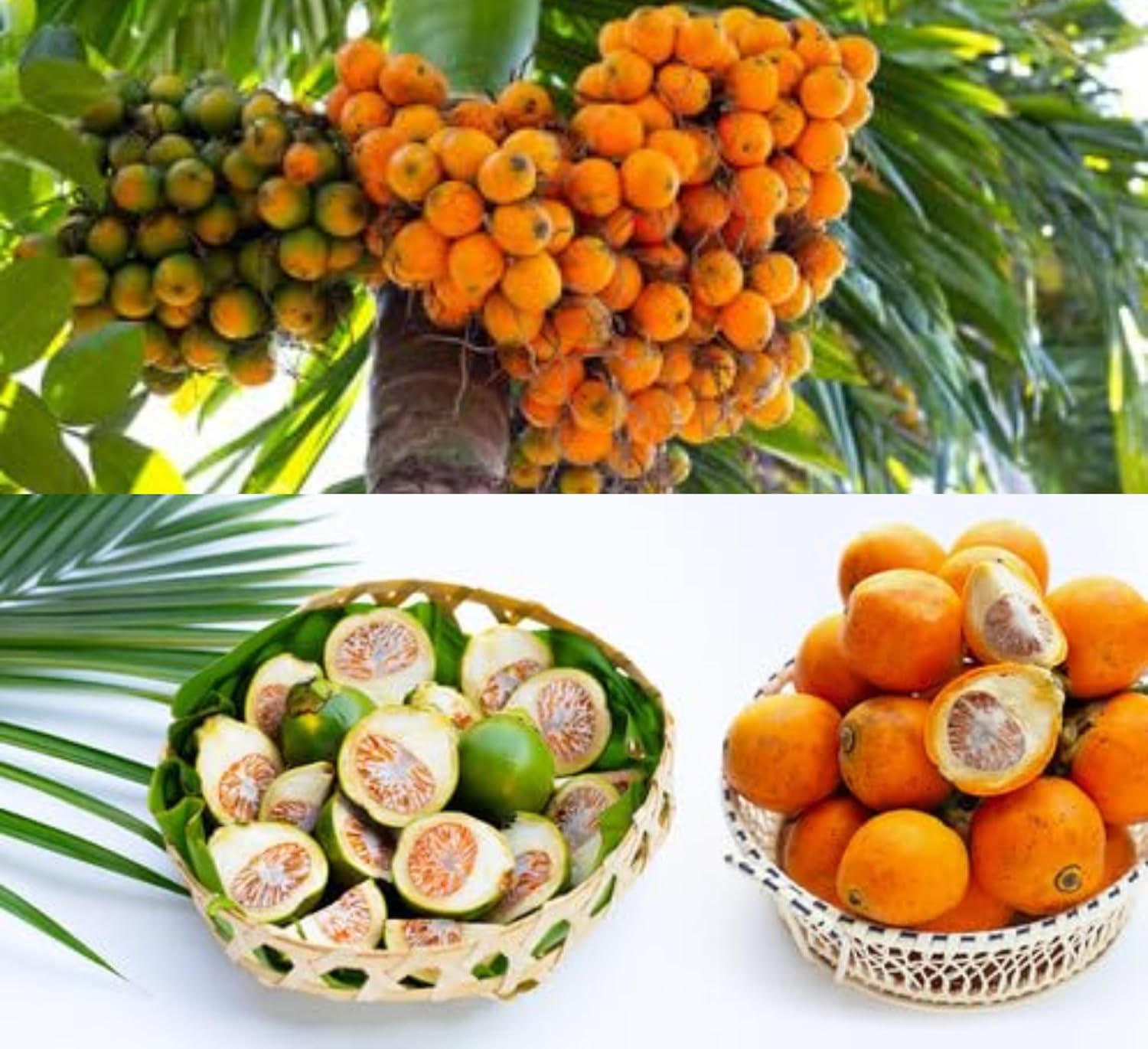 Betel Nut (Supari) Areca Palm Plant