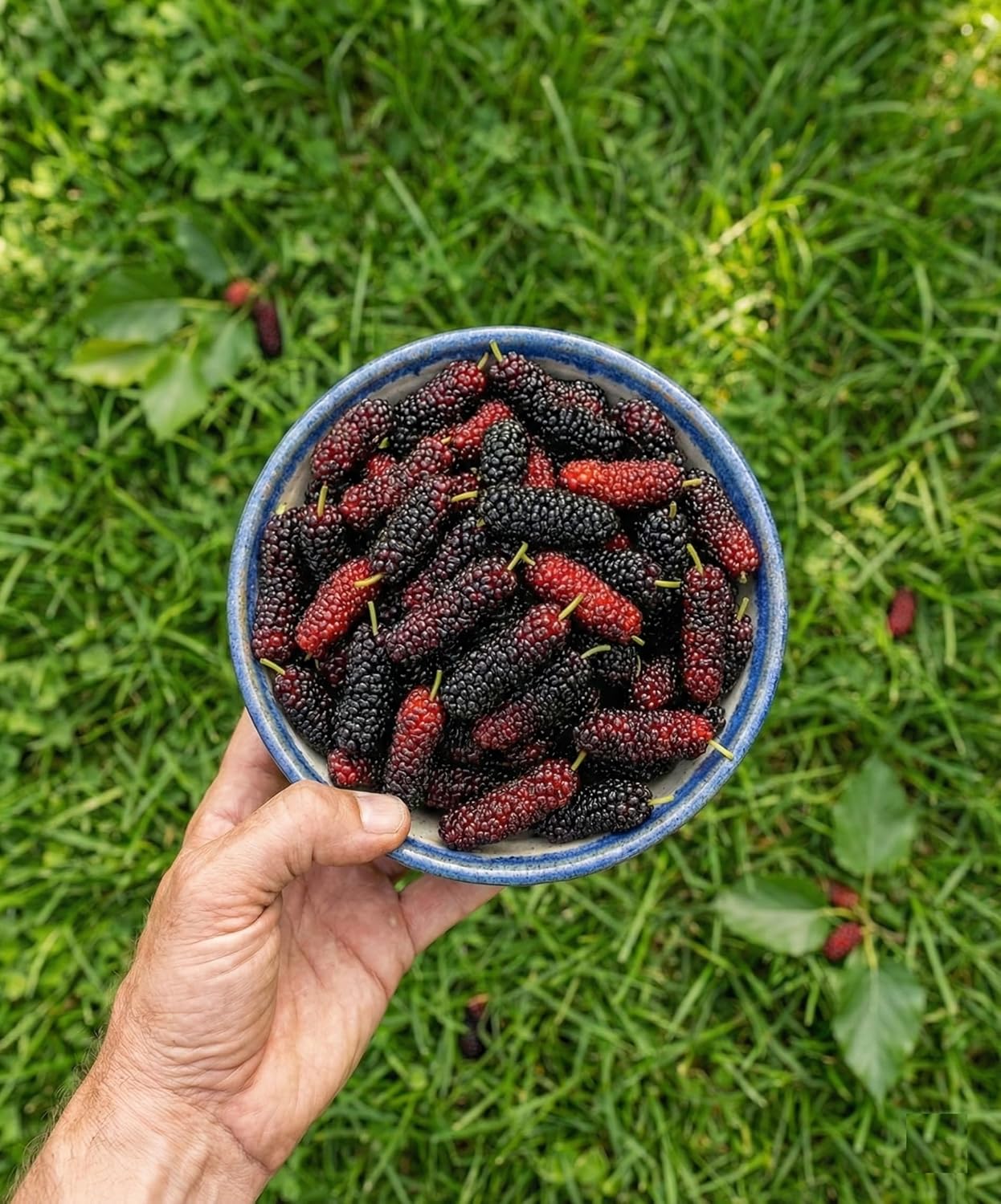 Finger Taiwan Mulberry (Shahtoot) Grafted Plant