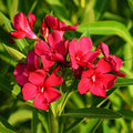 Oleander Red Flower Plant