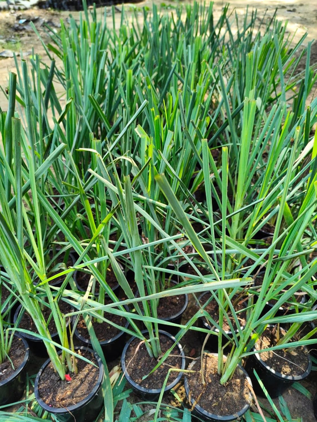 Lemongrass Fresh Medicinal Herb Plant