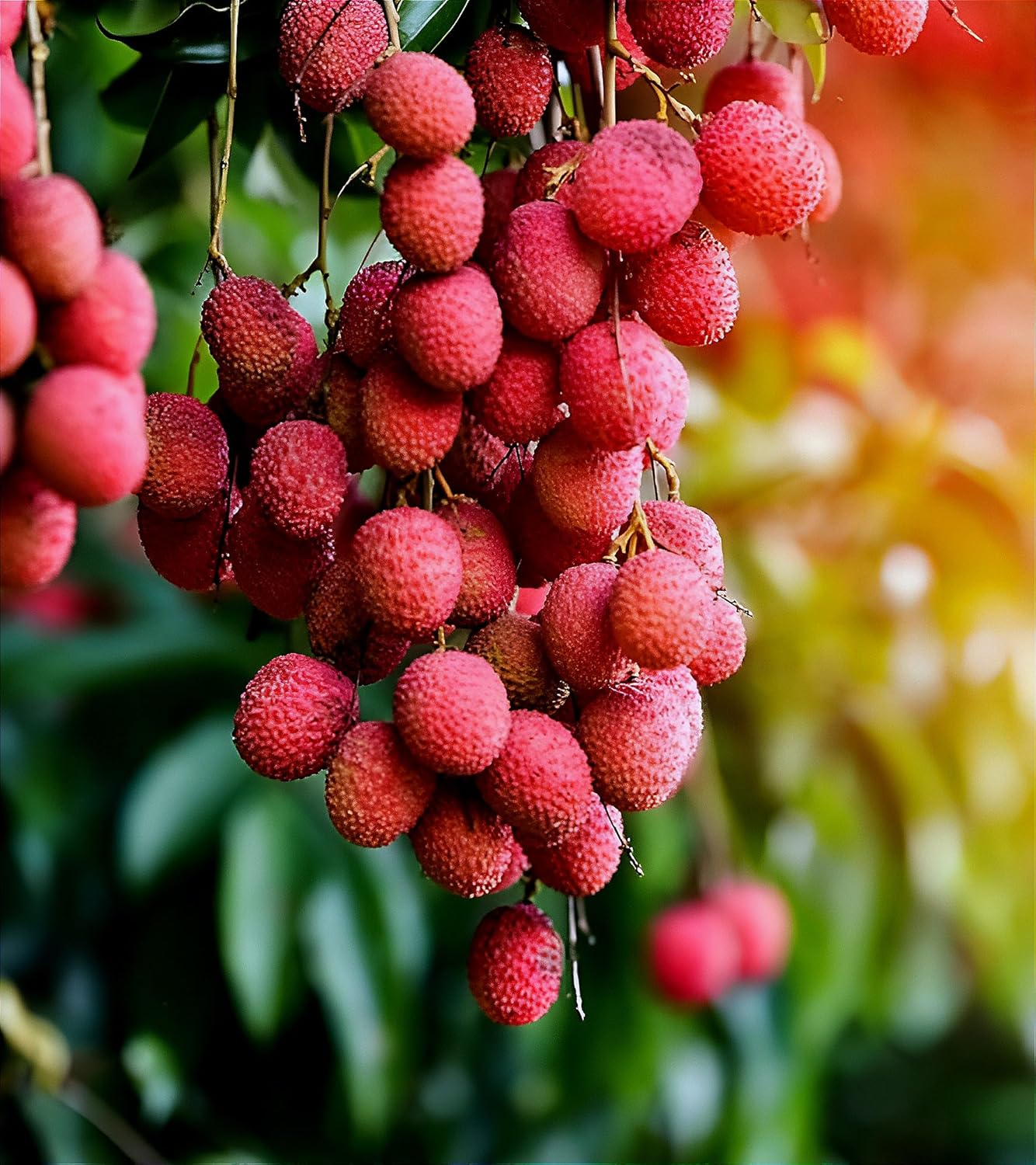 All Time Litchi China-3 Air Layered Plant | Live Lychee Fruit Plant for Home Garden, Terrace & Outdoor Farming | Fast Growing Premium Fruit Plant