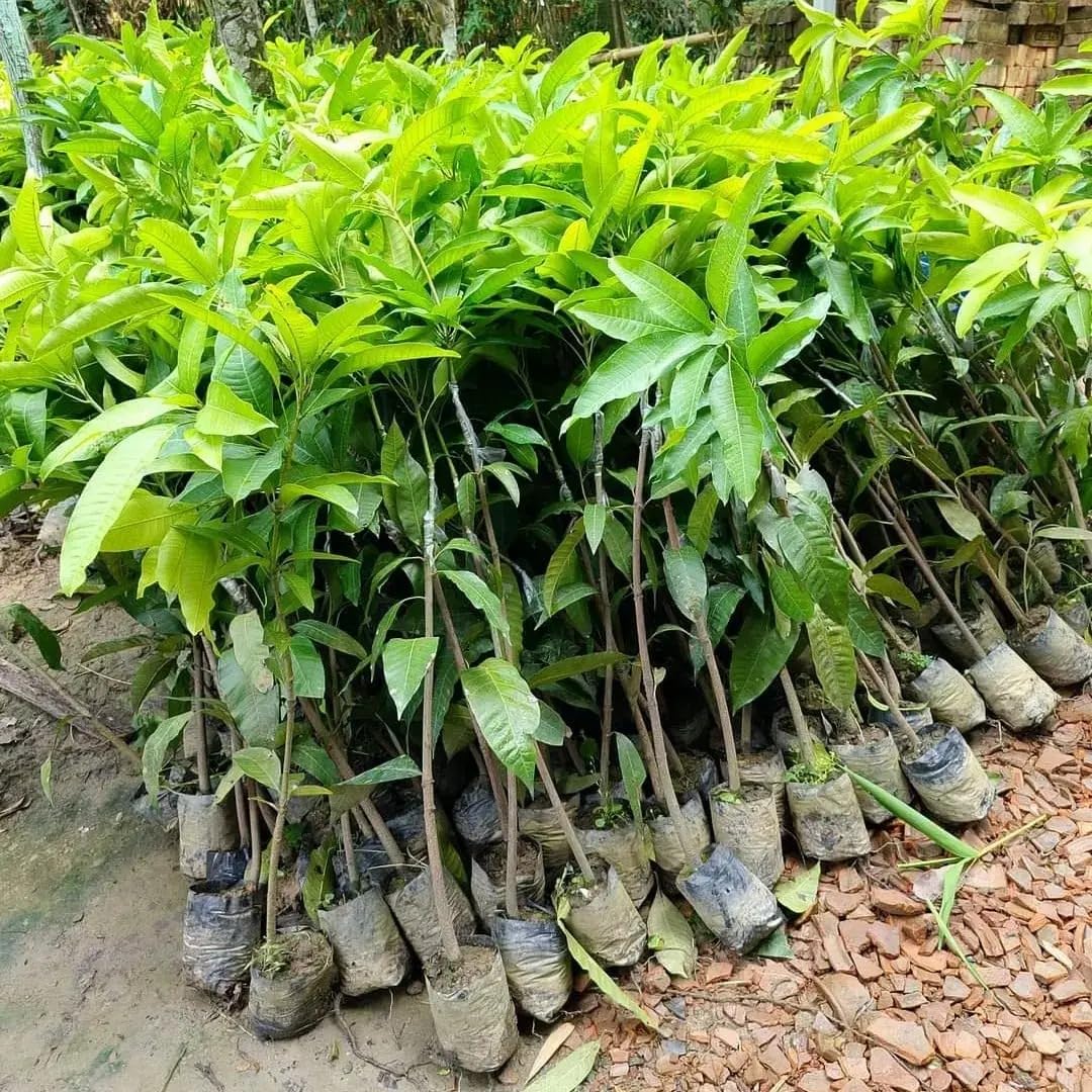 PlantExotic Original Variety Thailand All Time/ Baramasi Mango Grafted Live Plant