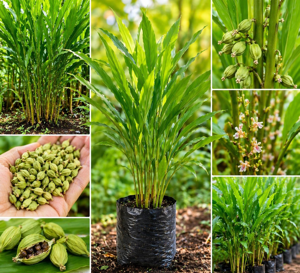 Choti Elaichi (Green Cardamom) Plant
