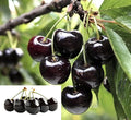 PlantExotic Black Cherry Fruit Tree Live Plant Seeding, 15-17inch Height -Prunus serotina, for Home and Garden Yards Planting