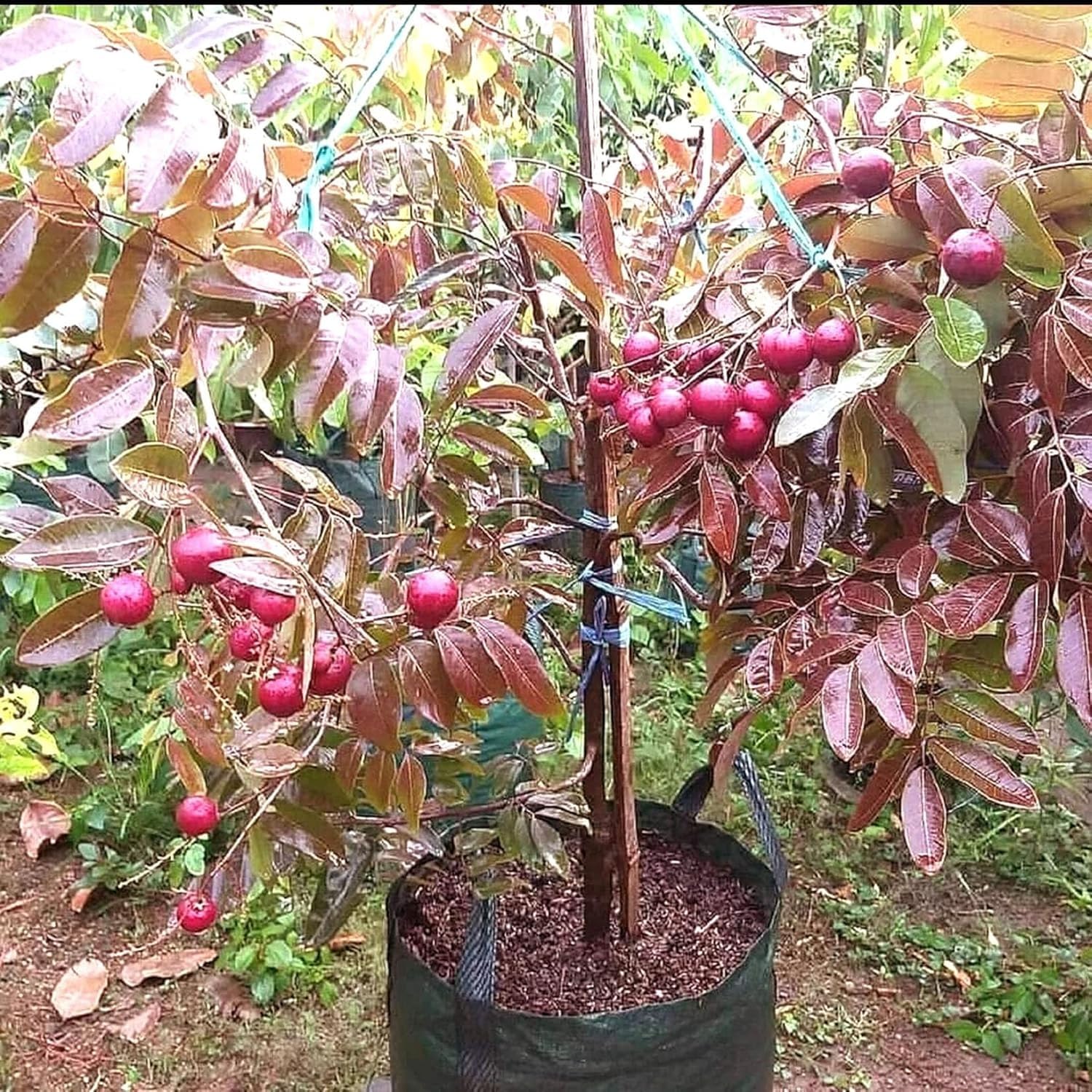 PlantExotic Sweet & Rare Thai Red Ruby Longan Grafted Live Plant