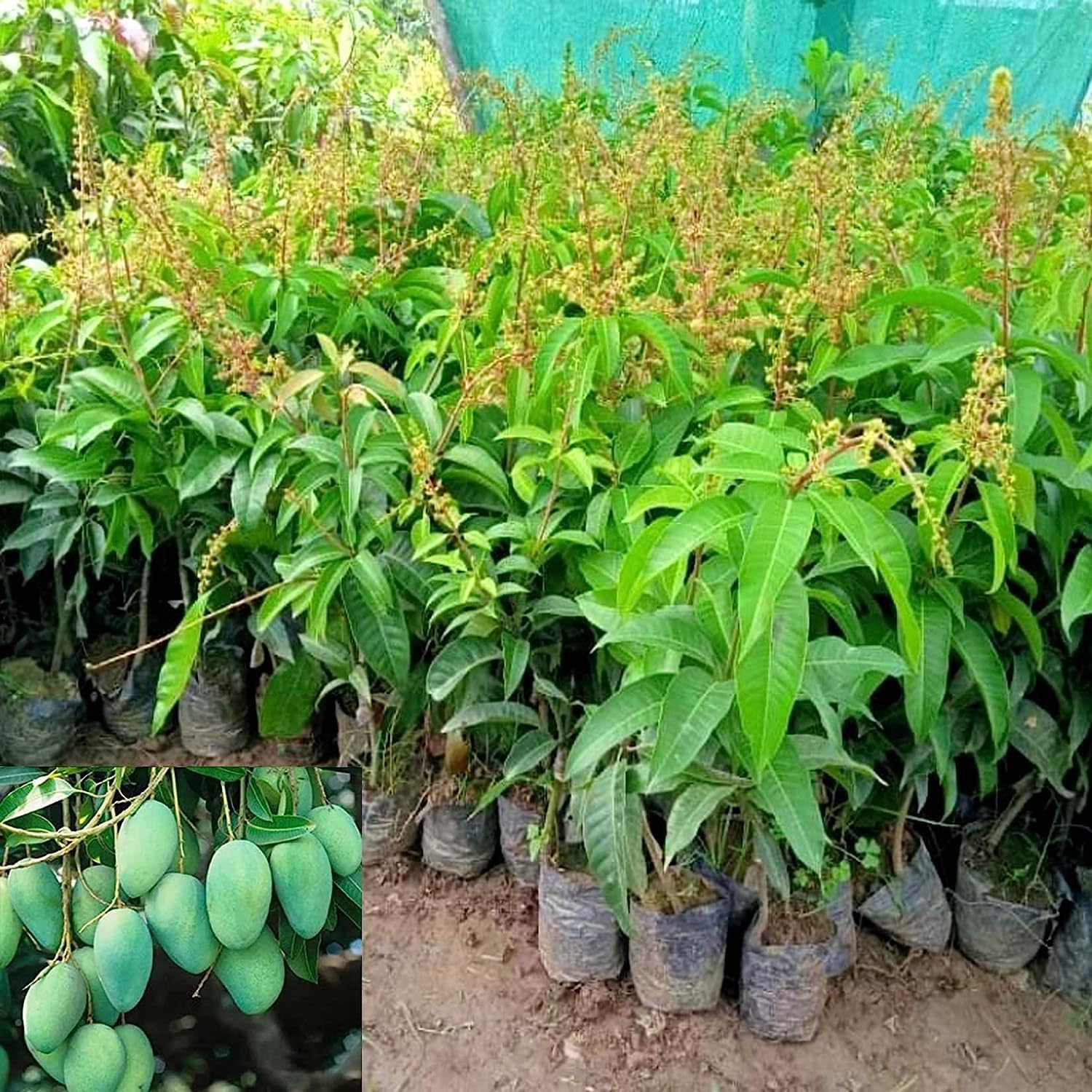 PlantExotic Original Variety Thailand All Time/ Baramasi Mango Grafted Live Plant