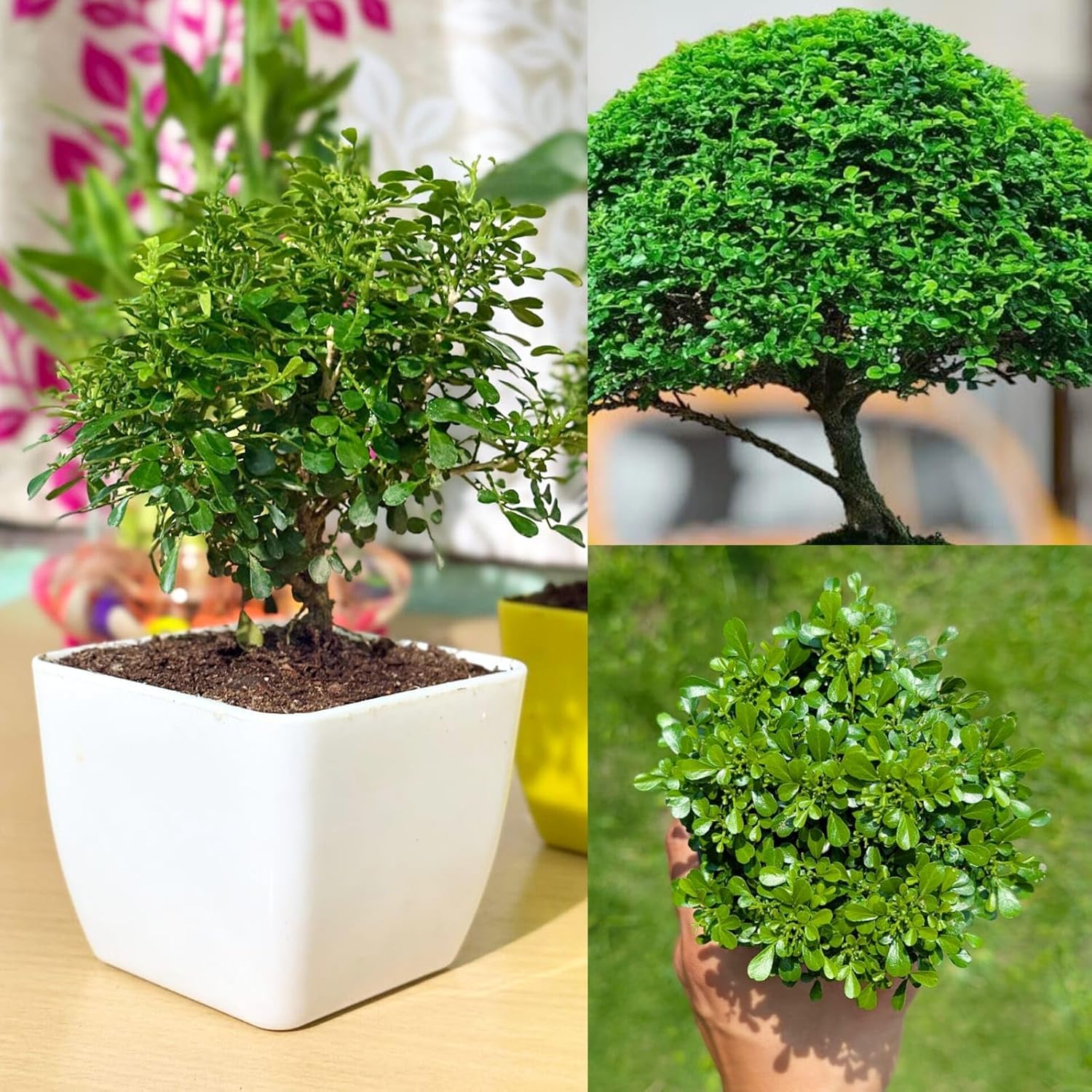 Ficus Bonsai Table Kamini Oxygen Indoor Live Plant