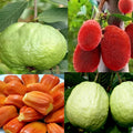 Red Jackfruit + L49 Guava Combo (Grafted & Air Layered)