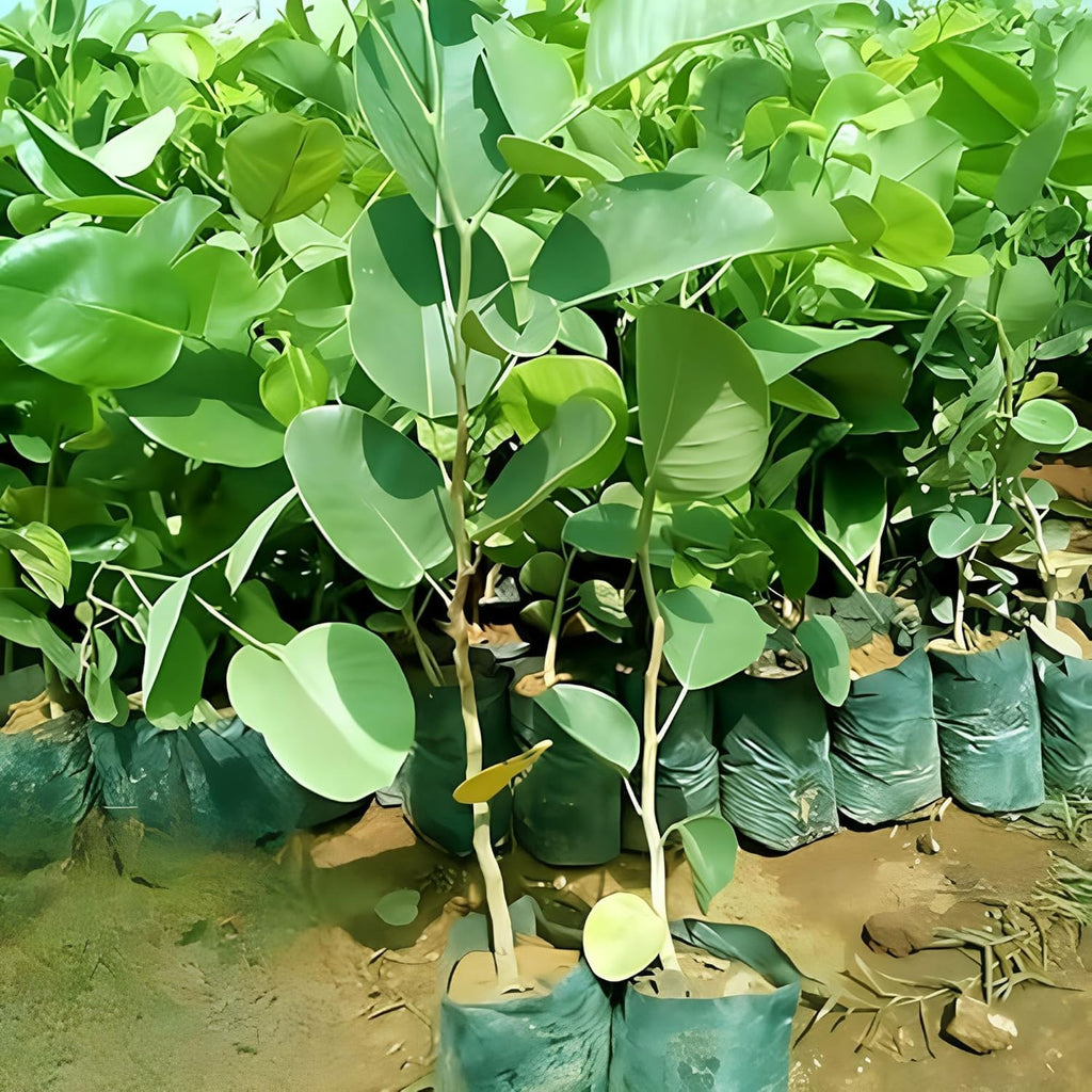 Red Sandalwood (Lal Chandan) Live Plant