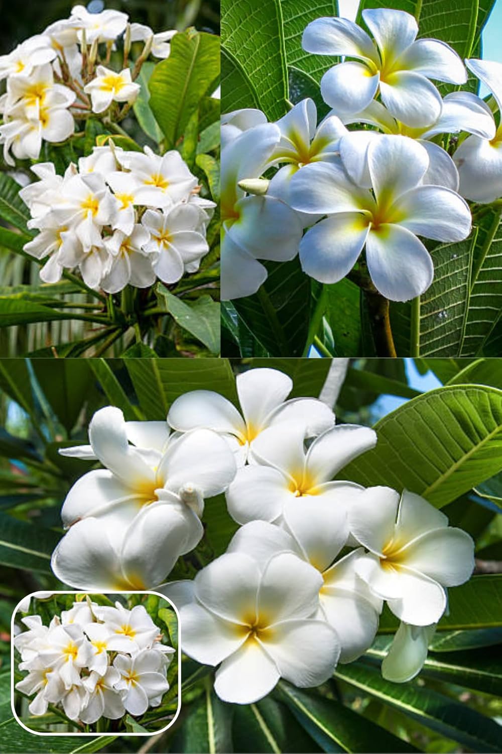 PlantExotic White Plumeria (Champa) Live Plant
