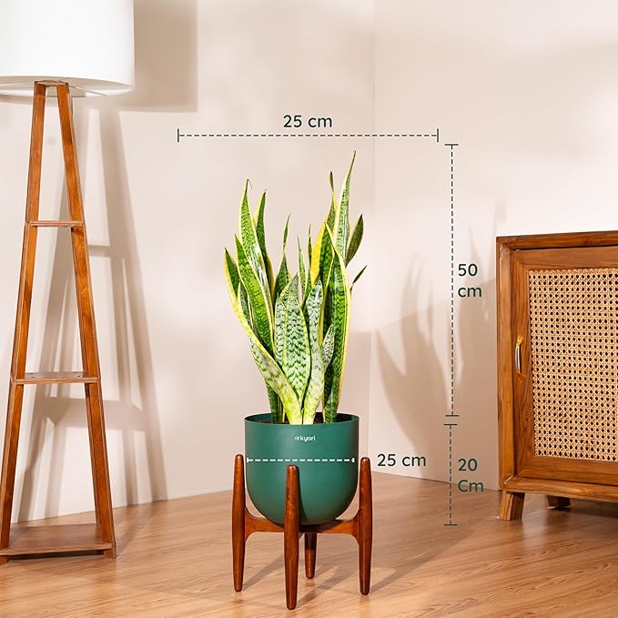 Example productExotic Indoor Plants Snake Plant, Live Indoor Houseplant with White and Green Variegated Leaves, Air Purifying, Low Maintenance, 25cm Height, Partial Shade, Well-draining Potting Mix