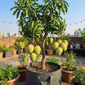 Gobinda Bhog Mango Grafted Plant