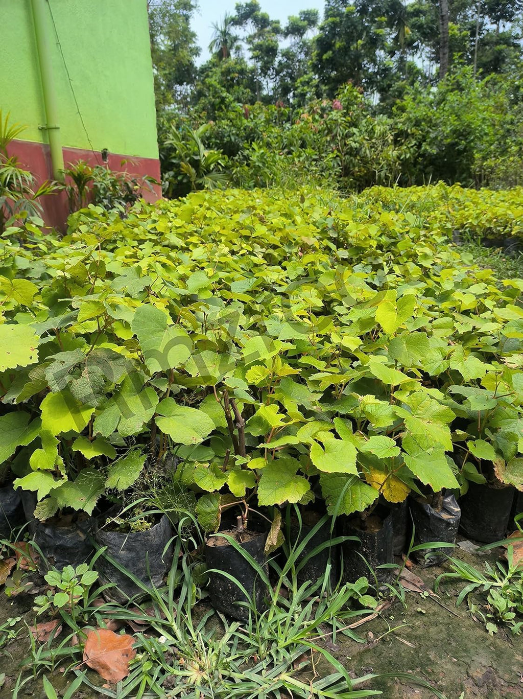 PlantExotic Sweet Jubilee Grape Plant