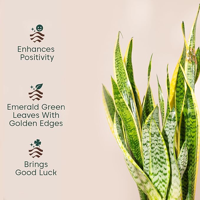 Example productExotic Indoor Plants Snake Plant, Live Indoor Houseplant with White and Green Variegated Leaves, Air Purifying, Low Maintenance, 25cm Height, Partial Shade, Well-draining Potting Mix