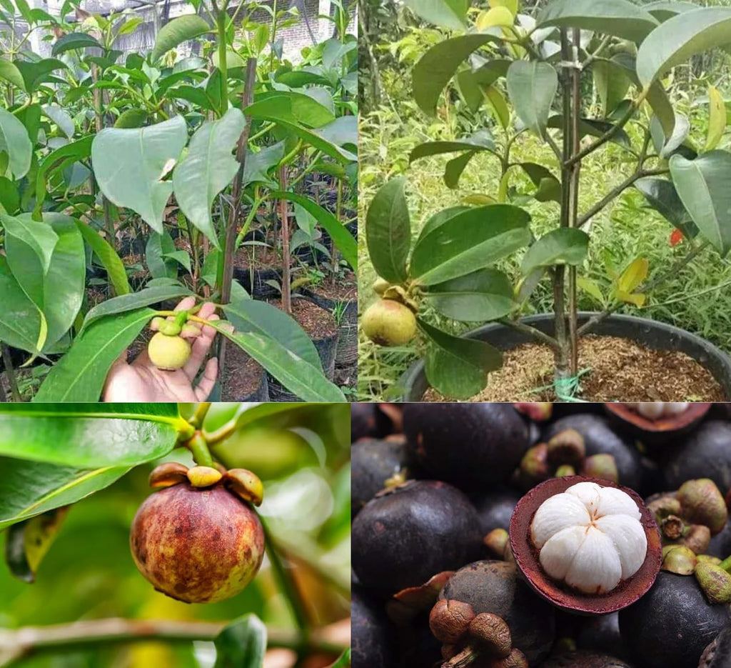 Mangosteen Live Plant (Purple Tropical Fruit)