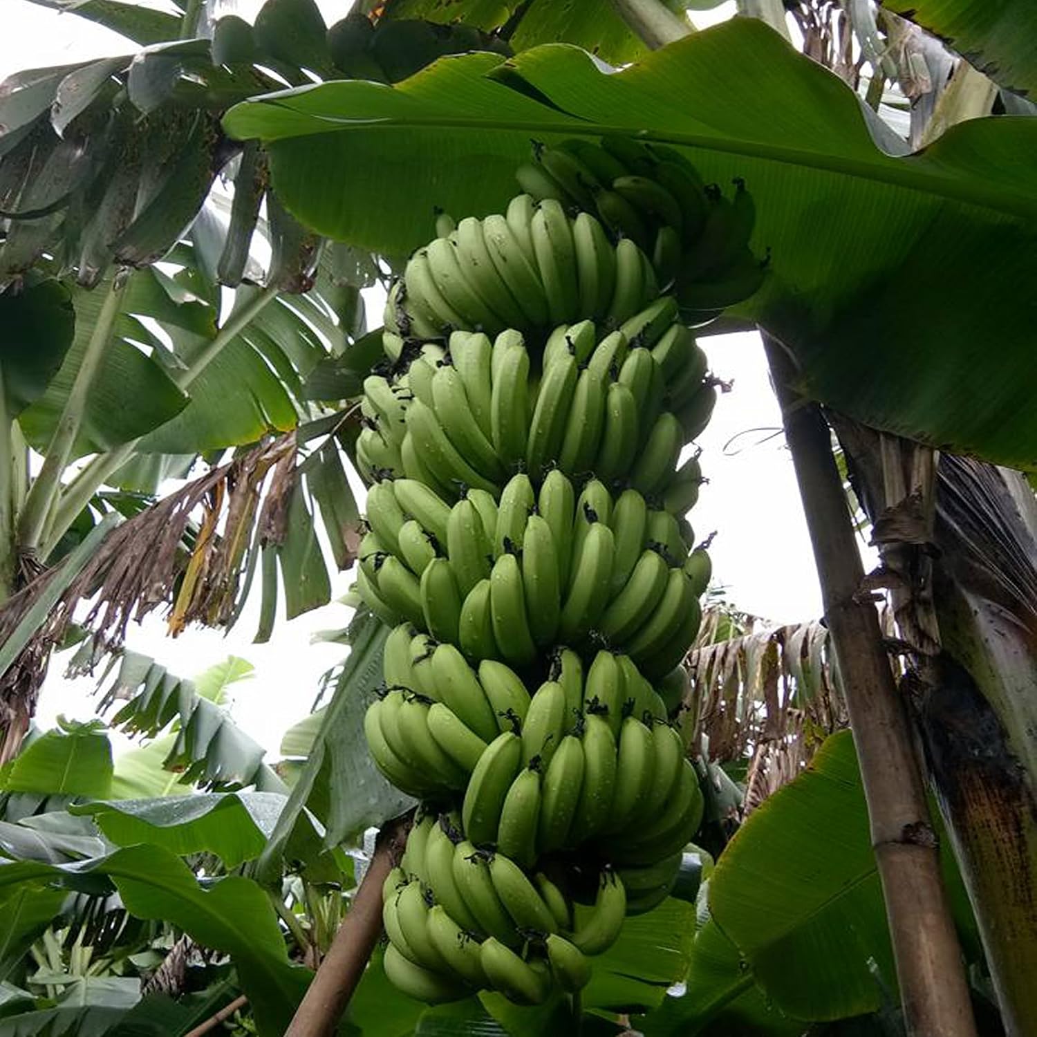 G9 Grand Naine Banana Plant