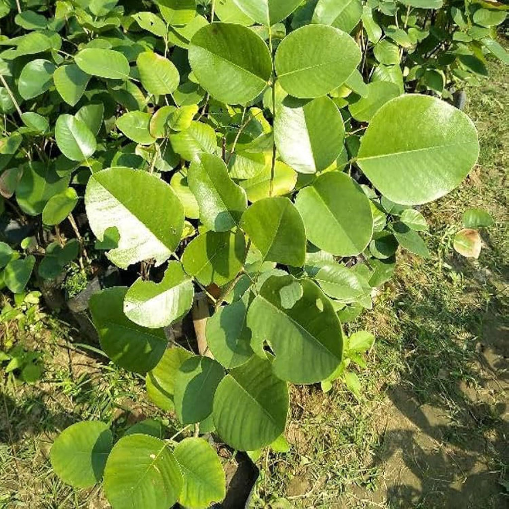Red Sandalwood (Lal Chandan) Live Plant