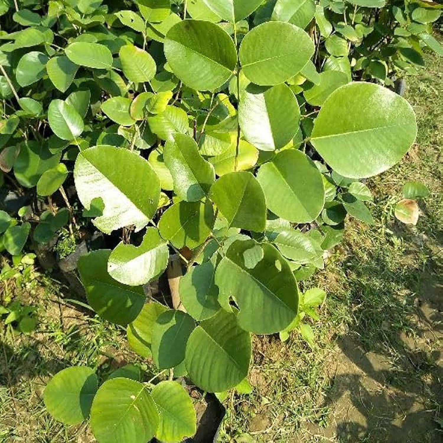 Red Sandalwood (Lal Chandan) Live Plant