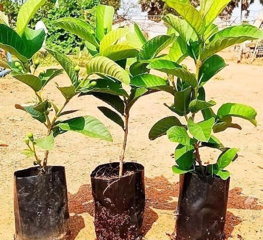 Japanese White Diamond Guava Plant