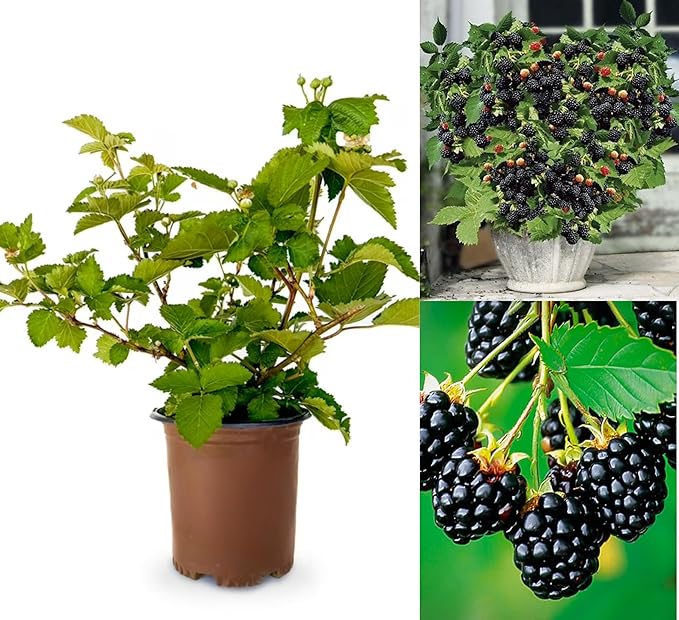 PlantExotic Air Layered Live Blackberry Fruit Plant, Thornless Blackberry Tree Plant for Home Garden, Berry Fruit Plant Live for Planting, Fruits in 2 Years