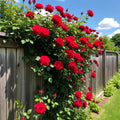 Climbing Rose Red