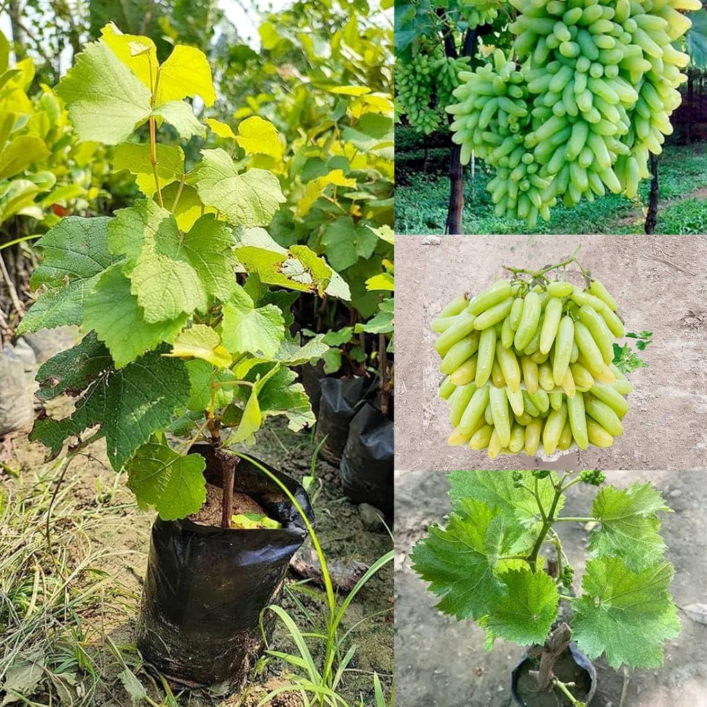 PlantExotic Sweet Seedless Green Grape Vine (Sweet Angoor)Live Plant.