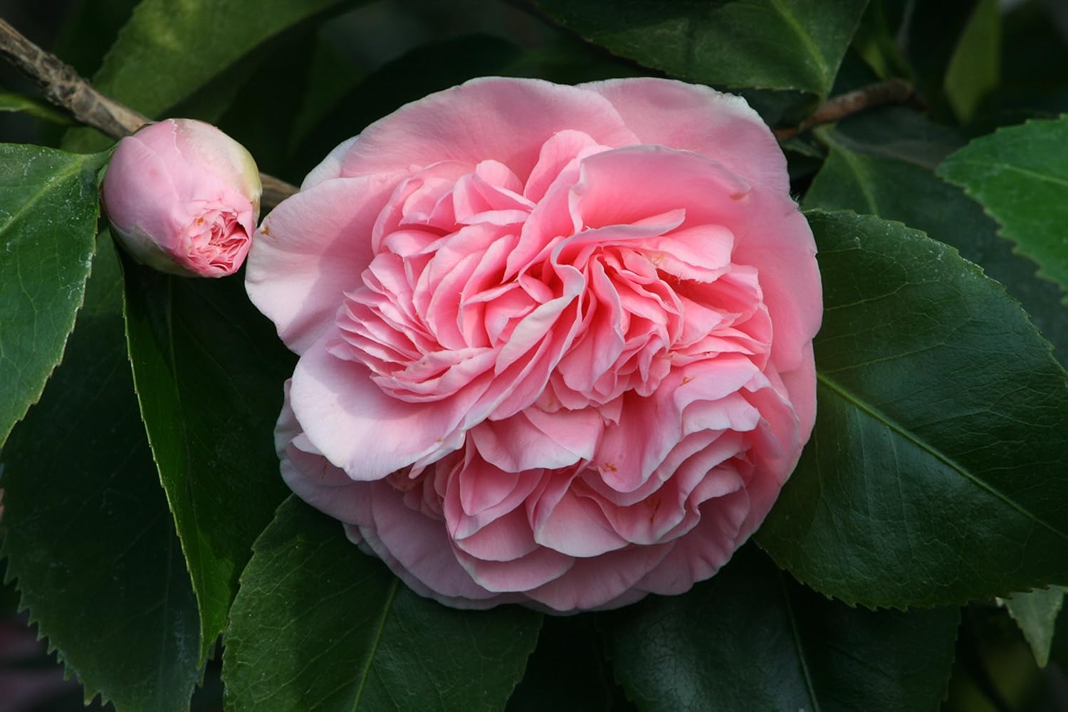 Pink Camellia Air Layered Plant