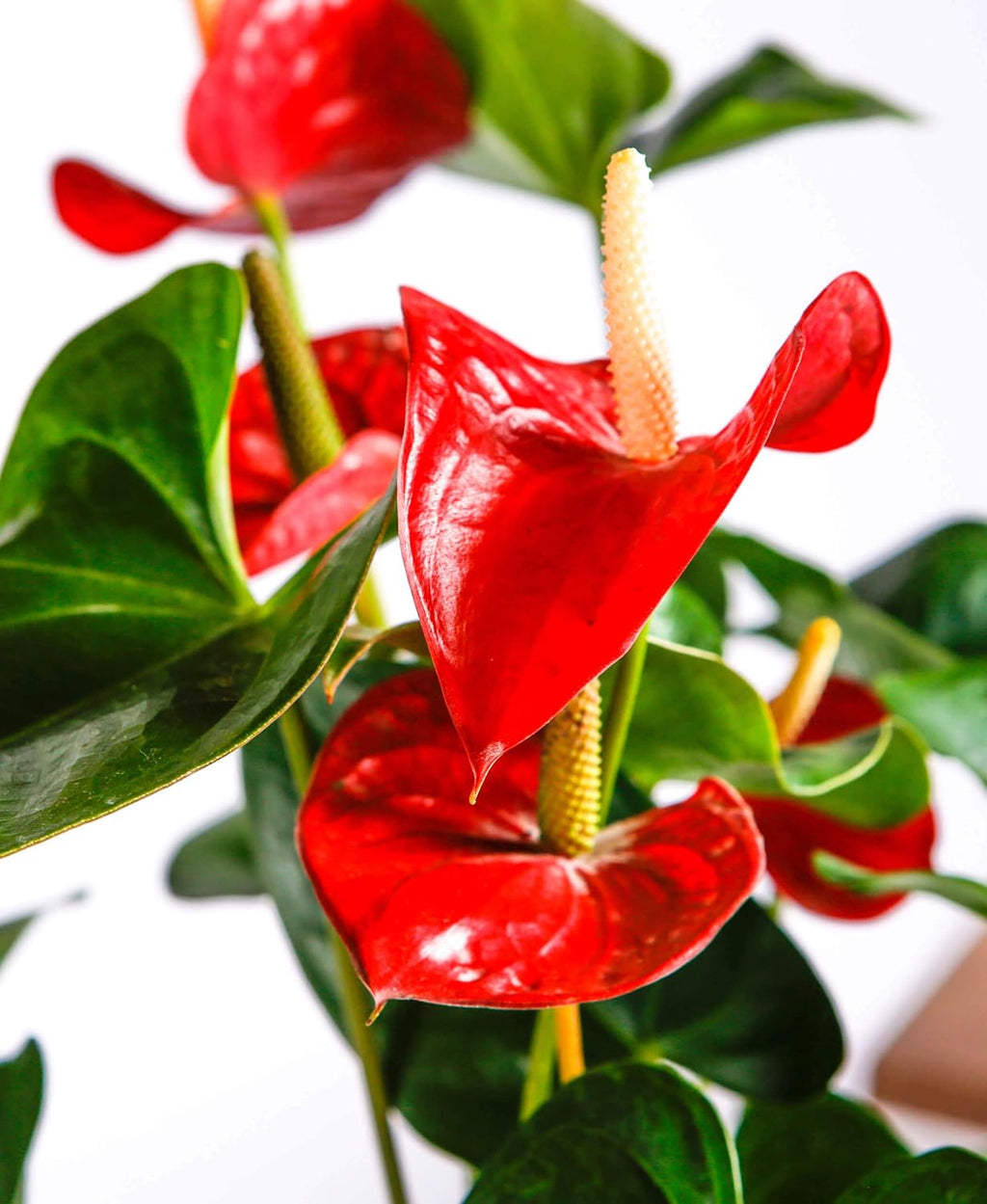 PlantExotic Anthurium Live Plant, Multicolur Flowering Indoor Plant, Baby Plant with Blooms in 2-3 month  with pot, | Indoor Plants For Home | Office Desk | Live Plants Indoor | Air Purifying Plant |