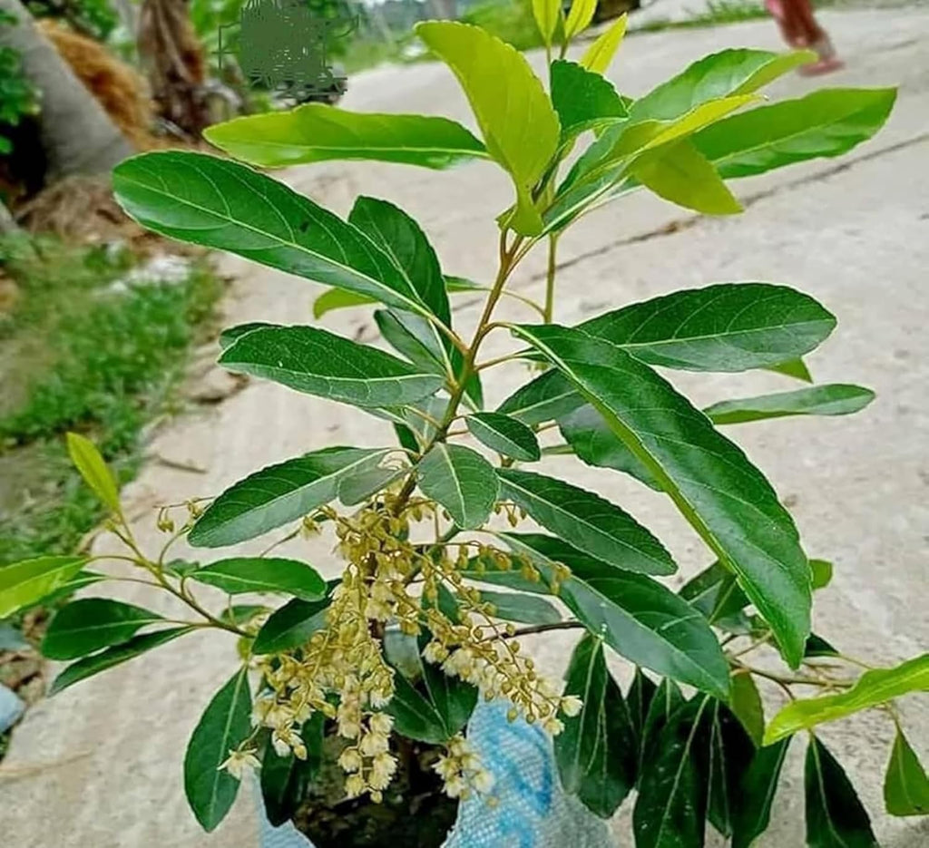 PlantExotic Sweet Olive (Jalpai) Air Layered Live Plant