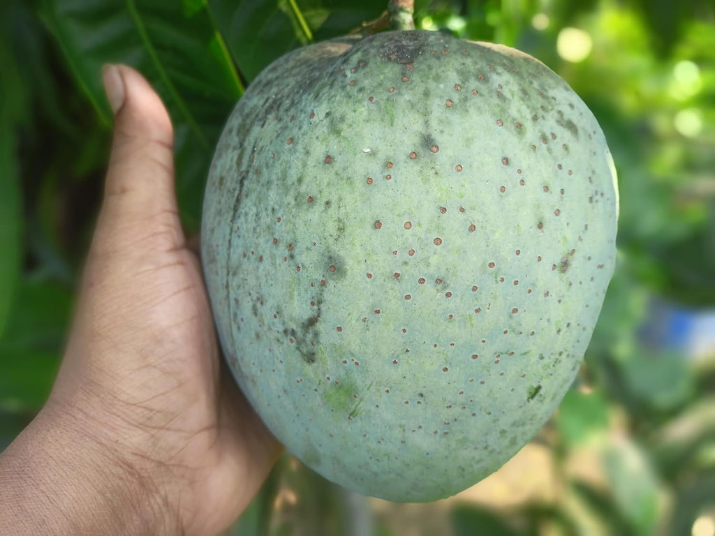 Brunei King Mango (4KG) Grafted Plant