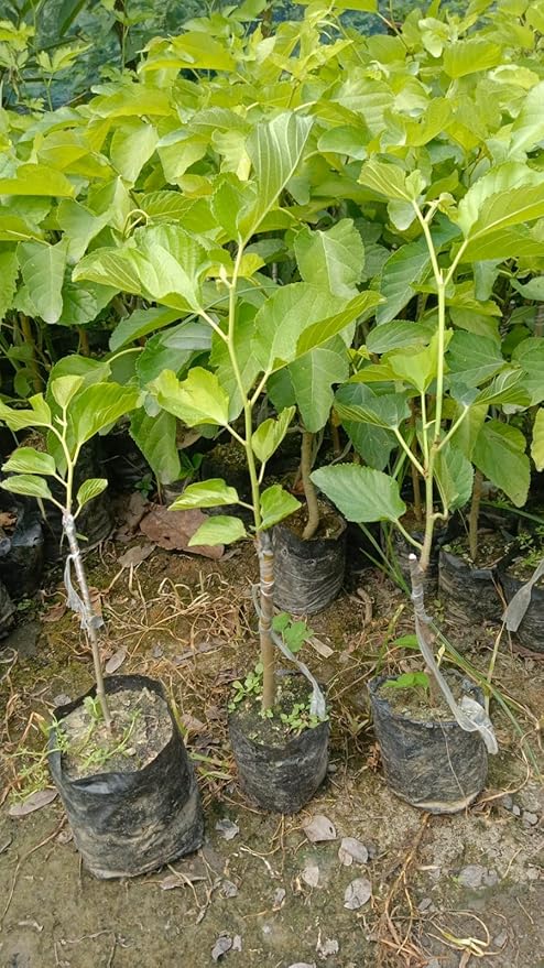 PlantExotic Sweet & Rare Pakistani Long Black Mulberry/Shahtoot(GRAFTED) Plant Bearing Fresh &Healthy |Must-Have Sweet Fruit | All Season Rare Tropical Tasty Fruit Tree.Fruit After 1-3 Month..