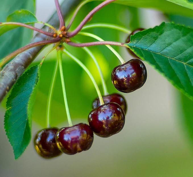 PlantExotic Black Cherry Fruit Tree Live Plant Seeding, 15-17inch Height -Prunus serotina, for Home and Garden Yards Planting