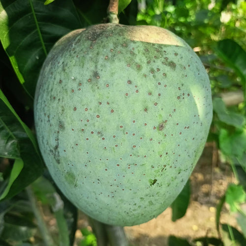Brunei King Mango (4KG) Grafted Plant