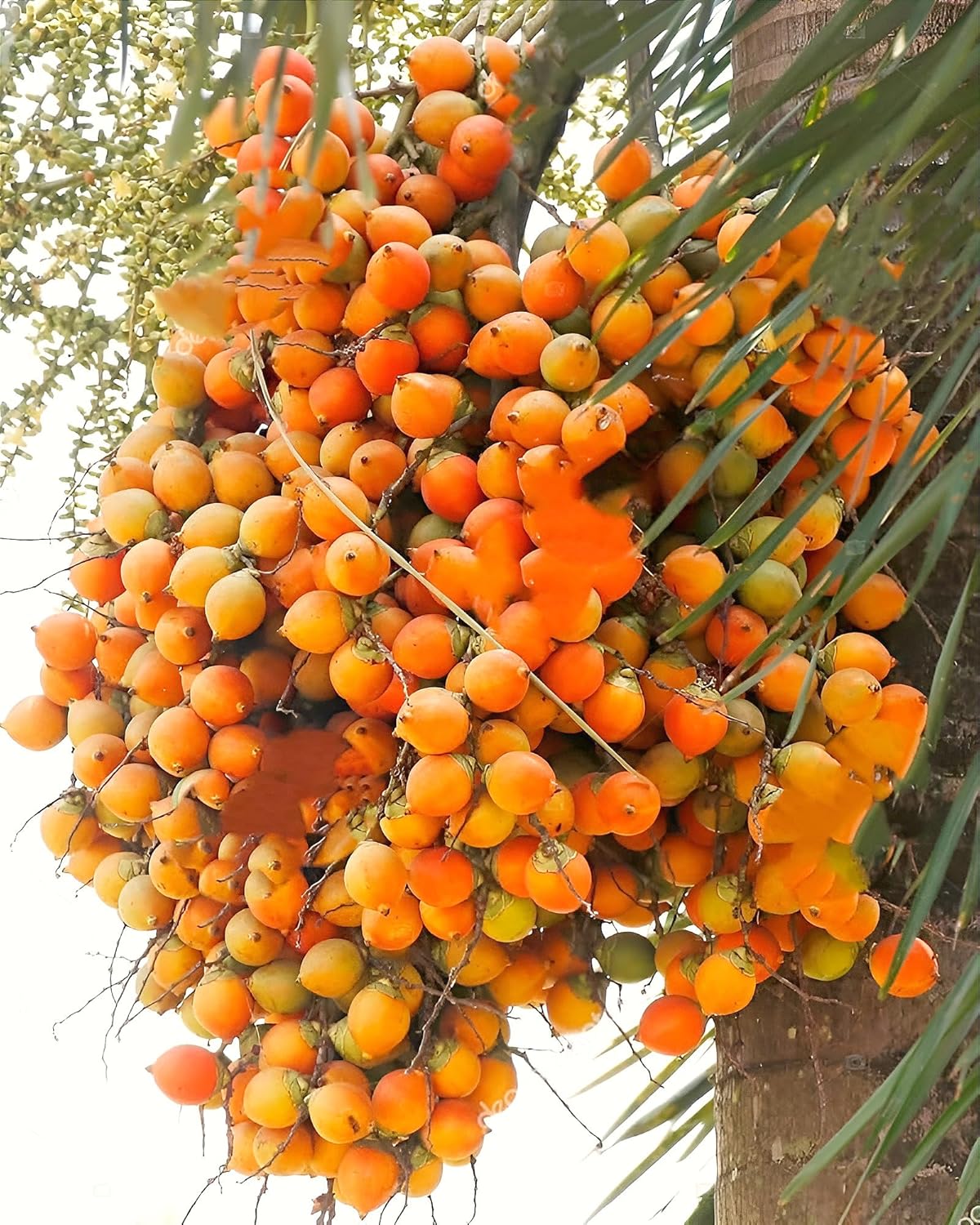 Betel Nut (Supari) Areca Palm Plant